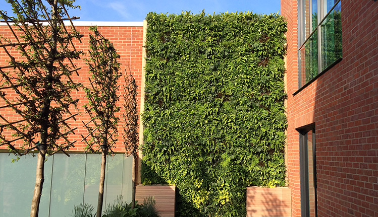 a living wall